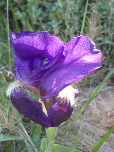 Genevieve Botti, le 17 avril 2013 (Cuges-les-Pins (col de Riboux))