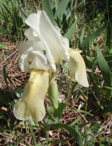 Genevieve Botti, le 17 avril 2013 (Cuges-les-Pins (col de Riboux))