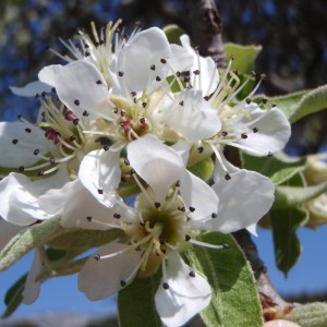 Photographie n°114573 du taxon Pyrus spinosa Forssk. [1775]