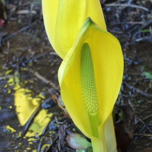  - Lysichiton americanus Hultén & H.St.John [1931]