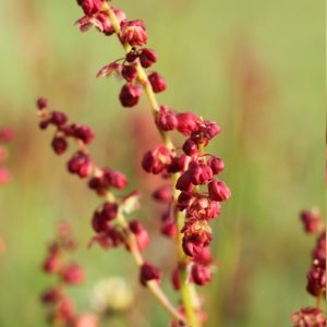 Photographie n°114588 du taxon Rumex acetosella L. [1753]