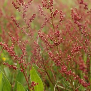 Photographie n°114589 du taxon Rumex acetosella L. [1753]