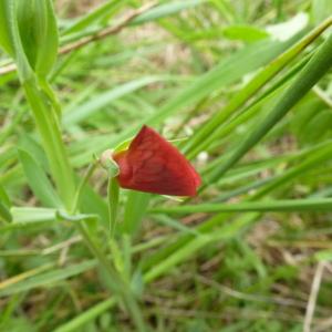 Photographie n°114592 du taxon Lathyrus cicera L. [1753]