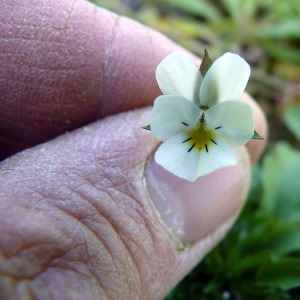 Photographie n°114611 du taxon Viola arvensis Murray [1770]