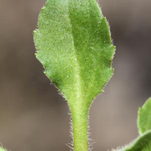 Photographie n°114614 du taxon Bellis perennis L. [1753]