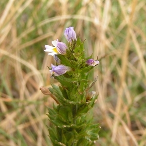 Photographie n°114621 du taxon Euphrasia hirtella Jord. ex Reut. [1856]