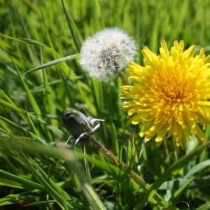 Photographie n°114623 du taxon Taraxacum F.H.Wigg. [1780]