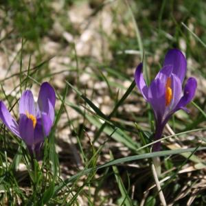 Photographie n°114624 du taxon Crocus vernus (L.) Hill