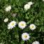  Alain CLOCHARD - Bellis perennis L. [1753]