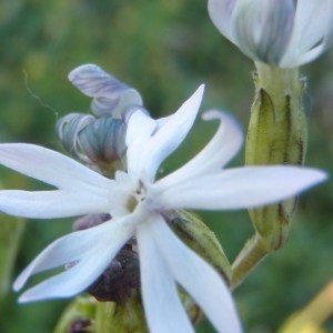 Photographie n°114629 du taxon Silene nocturna L. [1753]