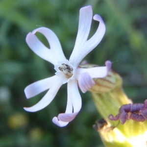 Photographie n°114630 du taxon Silene nocturna L. [1753]