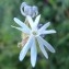  Genevieve Botti - Silene nocturna L. [1753]