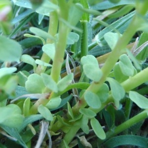  - Euphorbia peplus var. peploides (Gouan) Vis. [1852]