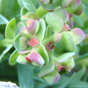 Euphorbia peplus var. minima DC.