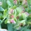  Genevieve Botti - Euphorbia peplus var. peploides (Gouan) Vis. [1852]