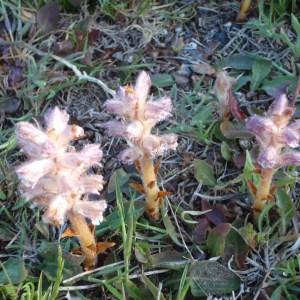 Photographie n°114651 du taxon Orobanche pubescens d'Urv. [1822]