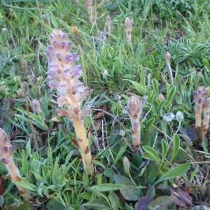 Photographie n°114654 du taxon Orobanche pubescens d'Urv. [1822]