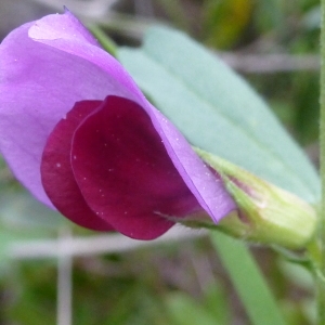 Vicia remrevillensis Hussenot (Vesce commune)