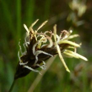 Photographie n°114719 du taxon Carex divisa Huds. [1762]