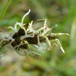 Photographie n°114720 du taxon Carex divisa Huds. [1762]