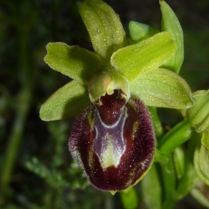 Ophrys occidentalis (Scappaticci) Scappaticci & M.Demange