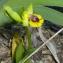  Louise Boulangeat - Ophrys lutea Cav. [1793]