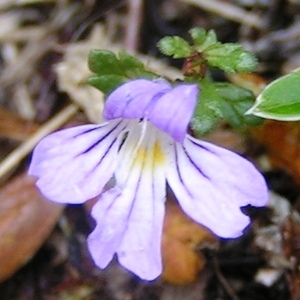 Photographie n°114738 du taxon Euphrasia alpina Lam. [1786]