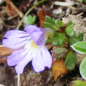 Photographie n°114739 du taxon Euphrasia alpina Lam. [1786]