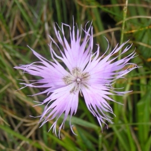 Photographie n°114741 du taxon Dianthus hyssopifolius subsp. hyssopifolius