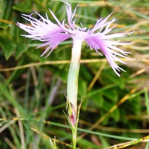 Photographie n°114742 du taxon Dianthus hyssopifolius subsp. hyssopifolius