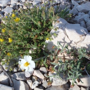  - Helianthemum pilosum (L.) Desf. [1804]