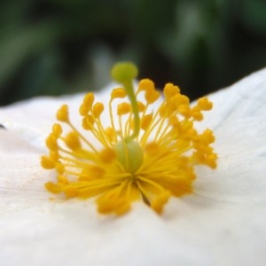 Helianthemum polifolium proles pilosum (L.) Rouy & Foucaud (Hélianthème poilu)