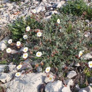  - Helianthemum pilosum (L.) Desf. [1804]