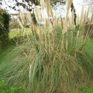 Photographie n°114779 du taxon Cortaderia selloana (Schult. & Schult.f.) Asch. & Graebn. [1900]