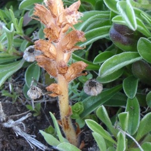 Photographie n°114784 du taxon Orobanche pubescens d'Urv. [1822]