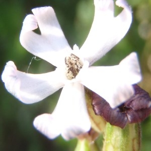 Silene bicolor Moench (Silène nocturne)