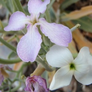 Photographie n°114800 du taxon Matthiola incana (L.) R.Br. [1812]