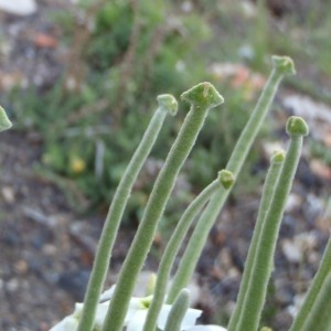 Photographie n°114801 du taxon Matthiola incana (L.) R.Br. [1812]