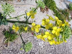 Genevieve Botti, le 19 avril 2013 (Marseille (Callelongue))