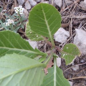 Photographie n°114816 du taxon Rapistrum rugosum (L.) All. [1785]