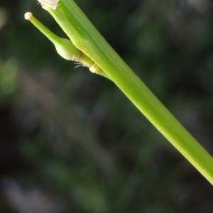 Photographie n°114818 du taxon Rapistrum rugosum (L.) All. [1785]