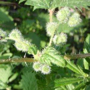 Photographie n°114835 du taxon Urtica pilulifera L. [1753]