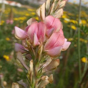 Photographie n°114841 du taxon Onobrychis viciifolia Scop. [1772]