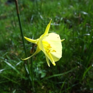 Photographie n°114882 du taxon Narcissus bulbocodium subsp. citrinus (Baker) Fern.Casas [1982]