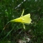  Florent Beck - Narcissus bulbocodium subsp. citrinus (Baker) Fern.Casas [1982]
