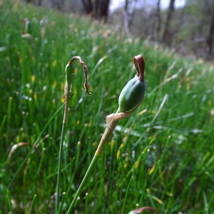  - Narcissus bulbocodium subsp. citrinus (Baker) Fern.Casas [1982]