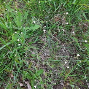 Photographie n°114896 du taxon Spergula arvensis L. [1753]