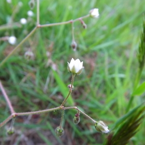 Photographie n°114910 du taxon Spergula arvensis L. [1753]