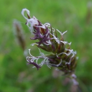 Anthoxanthum odoratum var. foucaudii (Briq.) Rouy (Flouve odorante)
