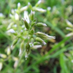 Photographie n°114939 du taxon Cerastium glomeratum Thuill. [1799]